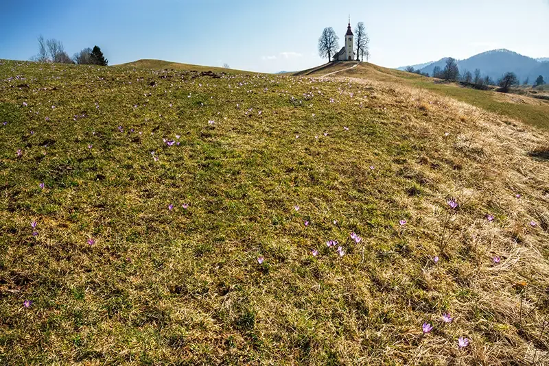 Saint Thomas Church, Slovenia, with a carpet of spring crocuses in the foreground